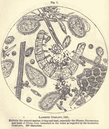 「Fig7　ランベス会社の水（1851）」のキャプション付きの図