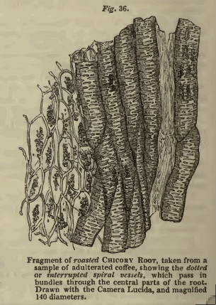 「Fig36　チコリーの根（chicory root）.」のキャプション付きの図