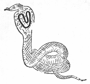 「第４図　帽蛇」のキャプション付きの図