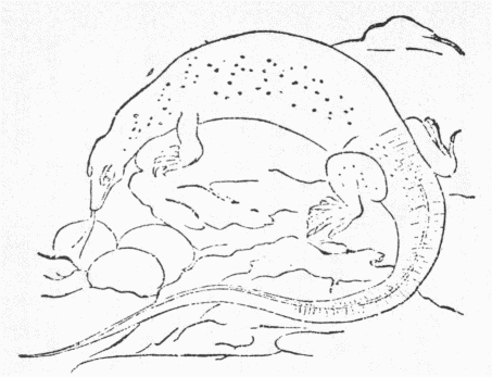 「第５図　エジプトの大蜥蜴ヴァラヌス・ニロチクス」のキャプション付きの図