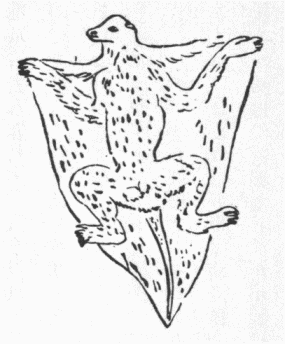 「第３図　飛狐猴」のキャプション付きの図