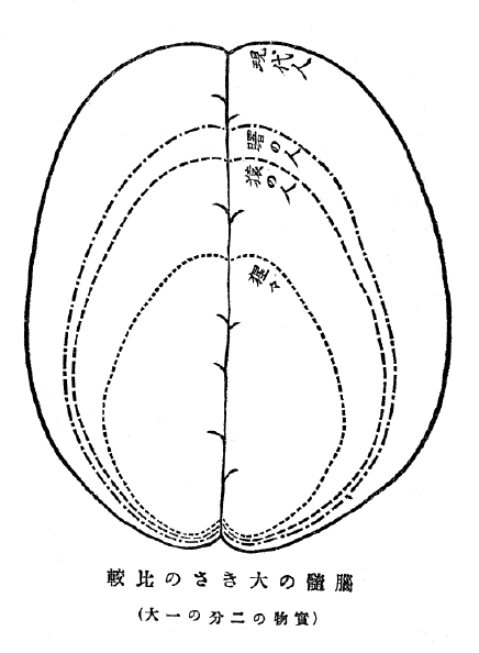 「脳髄の大きさの比較」のキャプション付きの図　「（実物の二分の一大）」とあるのは底本では「（実物の五分の二大）」