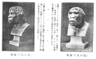 『曙の人』と『猿の人』の模型の写真