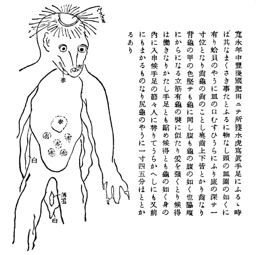 「寛永年中豐後國肥田ニテ所獲水虎寫眞…」のキャプション付きの河童の図（fig18395_06.png）入る］