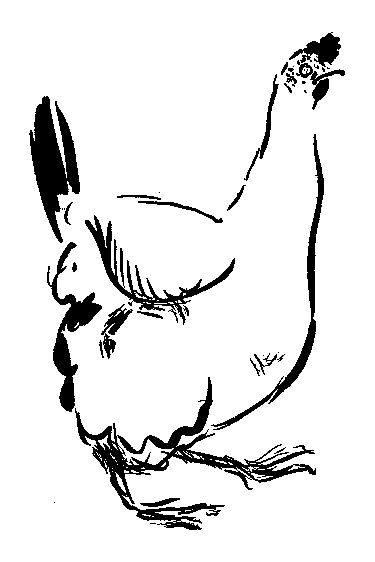 雌鶏の挿絵１