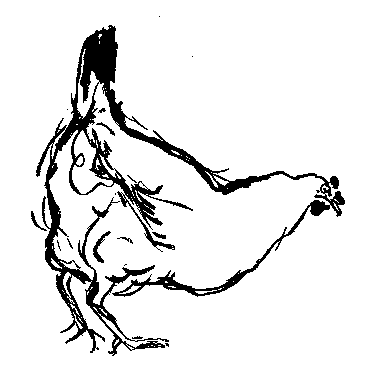 雌鶏の挿絵２