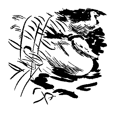家鴨の挿絵1
