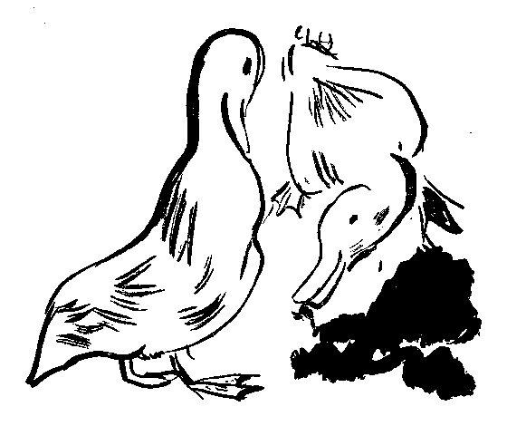 家鴨の挿絵２