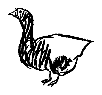 鵞鳥の挿絵２