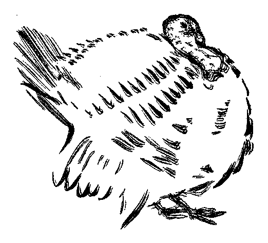 七面鳥の挿絵