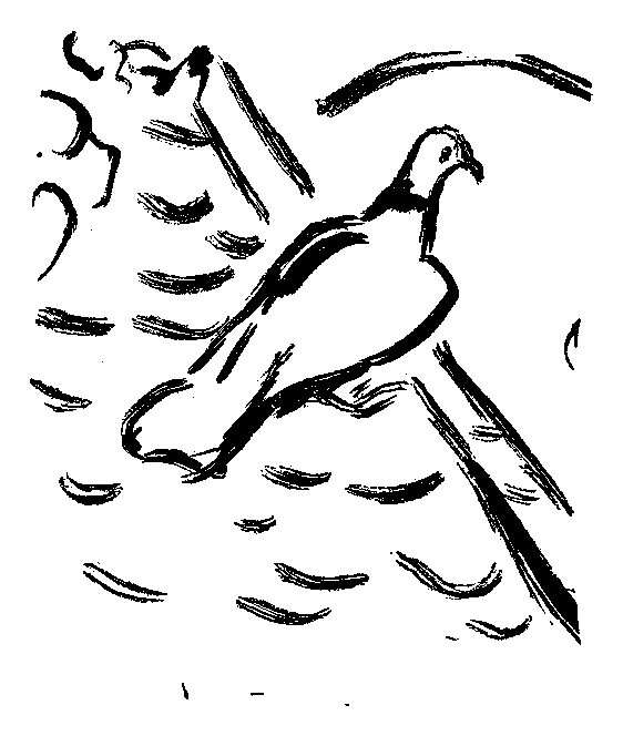 鳩の挿絵