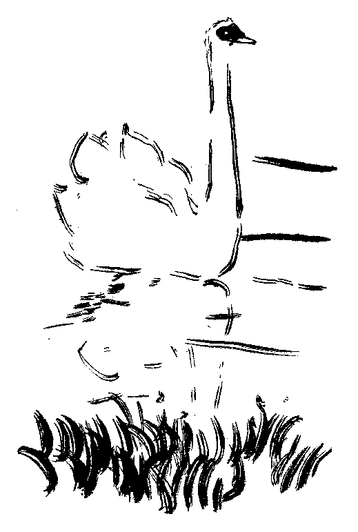 白鳥の挿絵１