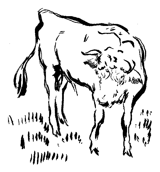 牡牛の挿絵