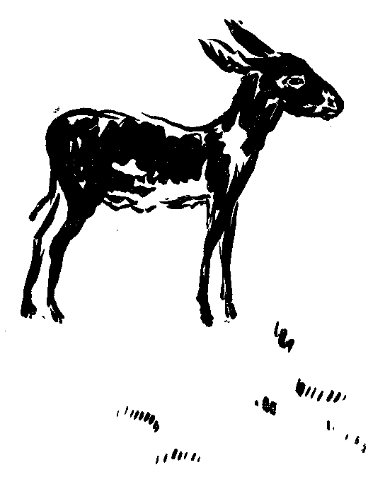 驢馬の挿絵