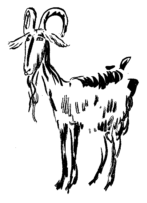 山羊の挿絵