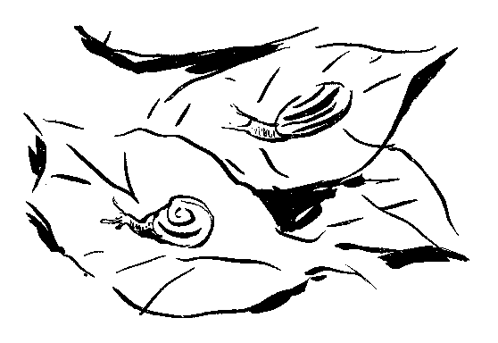 蝸牛の挿絵１