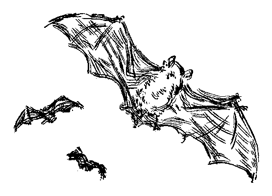 蝙蝠の挿絵