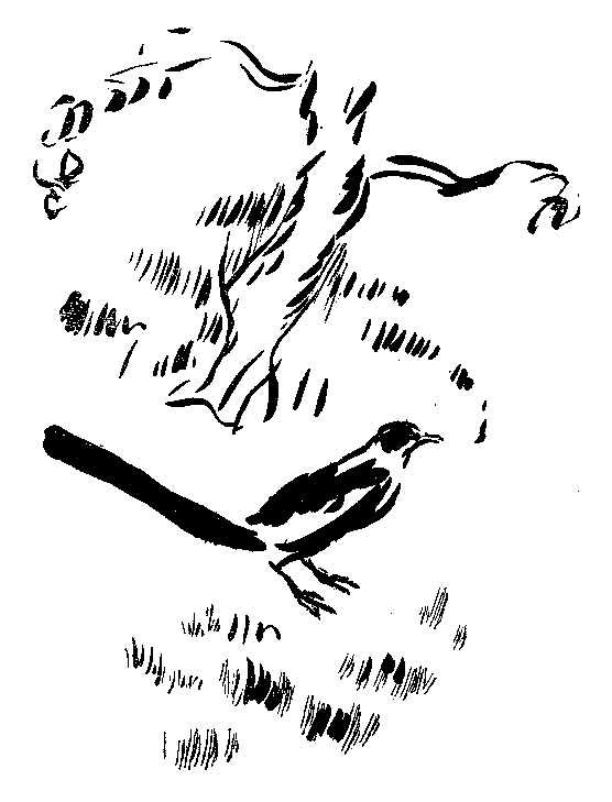 鵲の挿絵１
