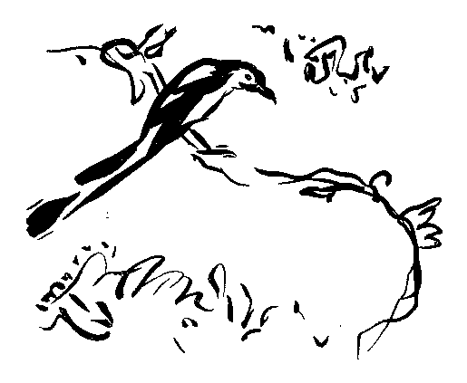 鵲の挿絵２
