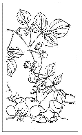 「九子羊（『植物名実図考』）ホドイモ」のキャプション付きの図