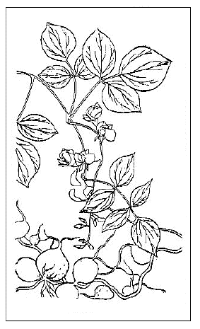 「九子羊(『植物名実図考』)ホドイモ」のキャプション付きの図