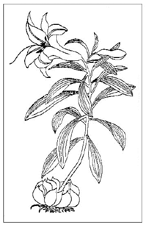 「百合（『植物名実図考』）シナシロユリ一名白雪ユリ（Lillium sp.）」のキャプション付きの図
