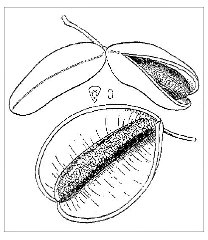 「アケビ（Akebia quinata Decne［＃「Decne」は斜体］.）の果実」のキャプション付きの図