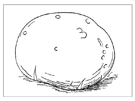 「キツネノヘダマすなわちオニフスベLasiosphaera nipponica Kobayashi［＃「Kobayashi」は斜体］（＝Calvatia nipponica［＃「Calvatia nipponica」は斜体］ Kawamura）」のキャプション付きの図