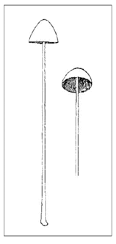 「マグソダケ（馬糞蕈）〔Panaeolus fimicola Fries［＃「Fries」は斜体］＝Coprinarius fimicola［＃「Coprinarius fimicola」は斜体］ Schroet.＝Agaricus fimicola［＃「Agaricus fimicola」は斜体］ Fries.」のキャプション付きの図