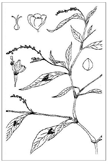 「ボントクタデ（飯沼慾斎著『草木図説』の図）（下方の花穂の一部ならびに果実の二つは牧野補入）」のキャプション付きの図