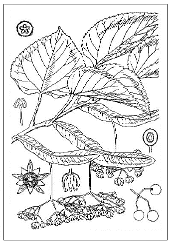 「ボダイジュ（贋の菩提樹）（Tillia Miqueliana Maxim［＃「Maxim」は斜体］.）原図、ただし果実ならびに花の図解剖諸事は白沢保美著『日本森林樹木図譜』による」のキャプション付きの図