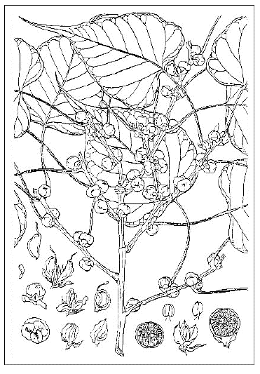 「菩提樹（Ficus religiosa L［＃「L」は斜体］.）インド産菩提樹の真品（いわゆるインドボダイジュ）」のキャプション付きの図