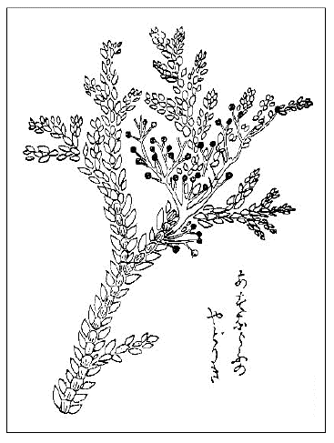 「アスナロウノヤドリギ＝アスナロノヒジキ（『本草図譜』）（原図着色）」のキャプション付きの図