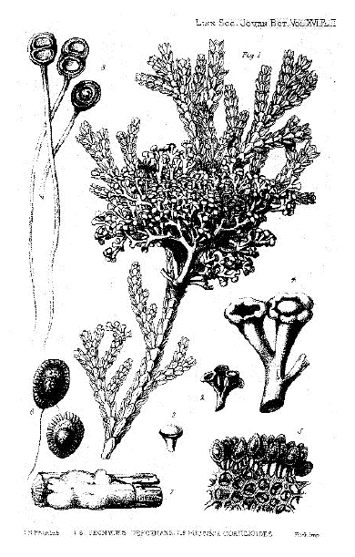 「Uromyces deformans Berk［＃「Berk」は斜体］. et Broom［＃「et Broom」は斜体］. 1-6（7-8は Puccinia corticioides Berk［＃「Berk」は斜体］. et Broom［＃「et Broom」は斜体］.）〔アスナロノヒジキ＝アスナロウノヤドリギ」のキャプション付きの図