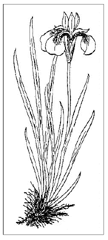 「今日のアヤメ、昔のハナアヤメ（陸地に生えていて水にはない）」のキャプション付きの図