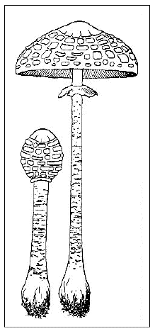 「ニギリタケ一名カラカサダケ（Lepiota procera Quel［＃「Quel」は斜体］.）」のキャプション付きの図