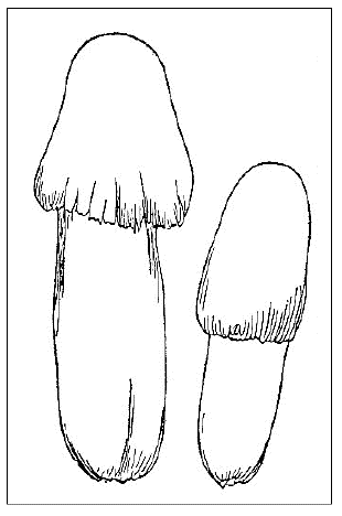 「坂本浩然『菌譜』のニギリタケの図」のキャプション付きの図