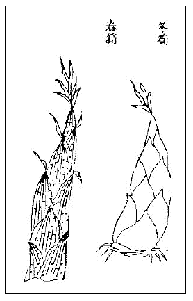 「狸頭竹の冬筍と春筍、李※［＃「衙」の「吾」に代えて「干」、U+884E、225-図のキャプション］『竹譜詳録』」のキャプション付きの図