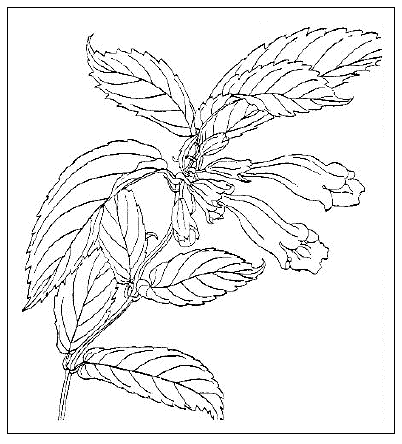 牧野富太郎 植物一日一題