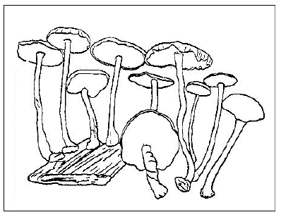 「マンネンタケの種々の形状」のキャプション付きの図