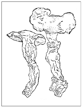 「Boletus dimidiatus Thunb［＃「Thunb」は斜体］.Mannen Taki［＃「Mannen Taki」は斜体］（Thunberg［＃「Thunberg」は斜体］, Fl. Jap. p. 348, tab. ※［＃ローマ数字10、1-13-30］※［＃ローマ数字10、1-13-30］※［＃ローマ数字10、1-13-30］※［＃ローマ数字9、1-13-29］）Fomes dimidiatus Makino［＃「Makino」は斜体］（nov. comb.）マンネンタケ」のキャプション付きの図