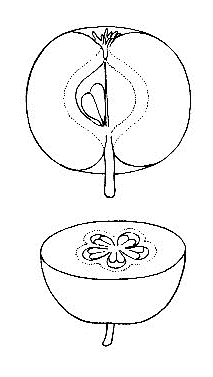 「リンゴの図」のキャプション付きの図