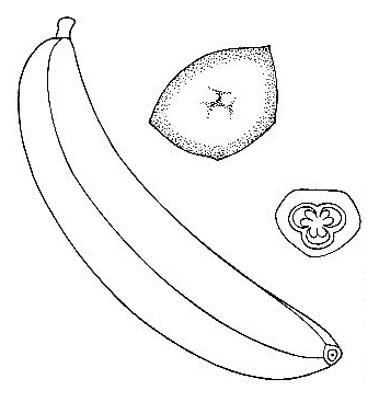 「バナナの図」のキャプション付きの図