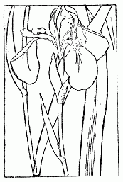 「燕子花と誤認せられたカキツバタ」のキャプション付きの図