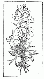 「燕子花（渓蛮叢笑）　オオヒエンソウ」のキャプション付きの図