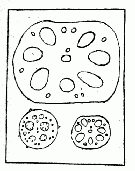 「第二図　（上）蓮根の切口　（中）ハイネの切口　（下）葉柄の切口」のキャプション付きの図