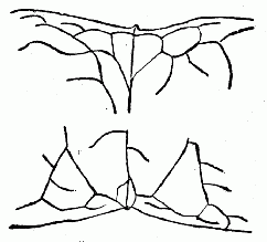 「第六図　葉頭及び葉底」のキャプション付きの図