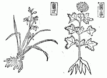 「下図は『本草綱目』所載の図である」のキャプション付きの図