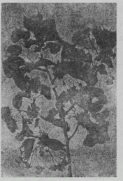 「荒川堤の桜の標本の一、ありあけ」のキャプション付きの図