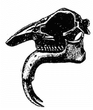 「第三期の巨獣ヂノテリウムの頭骨」のキャプション付きの図